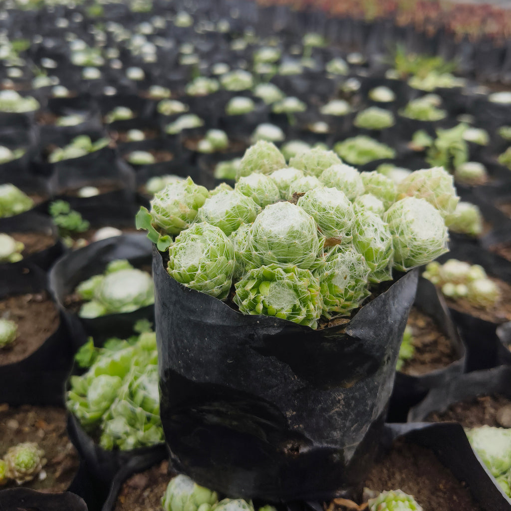 sempervivum arachnoideum