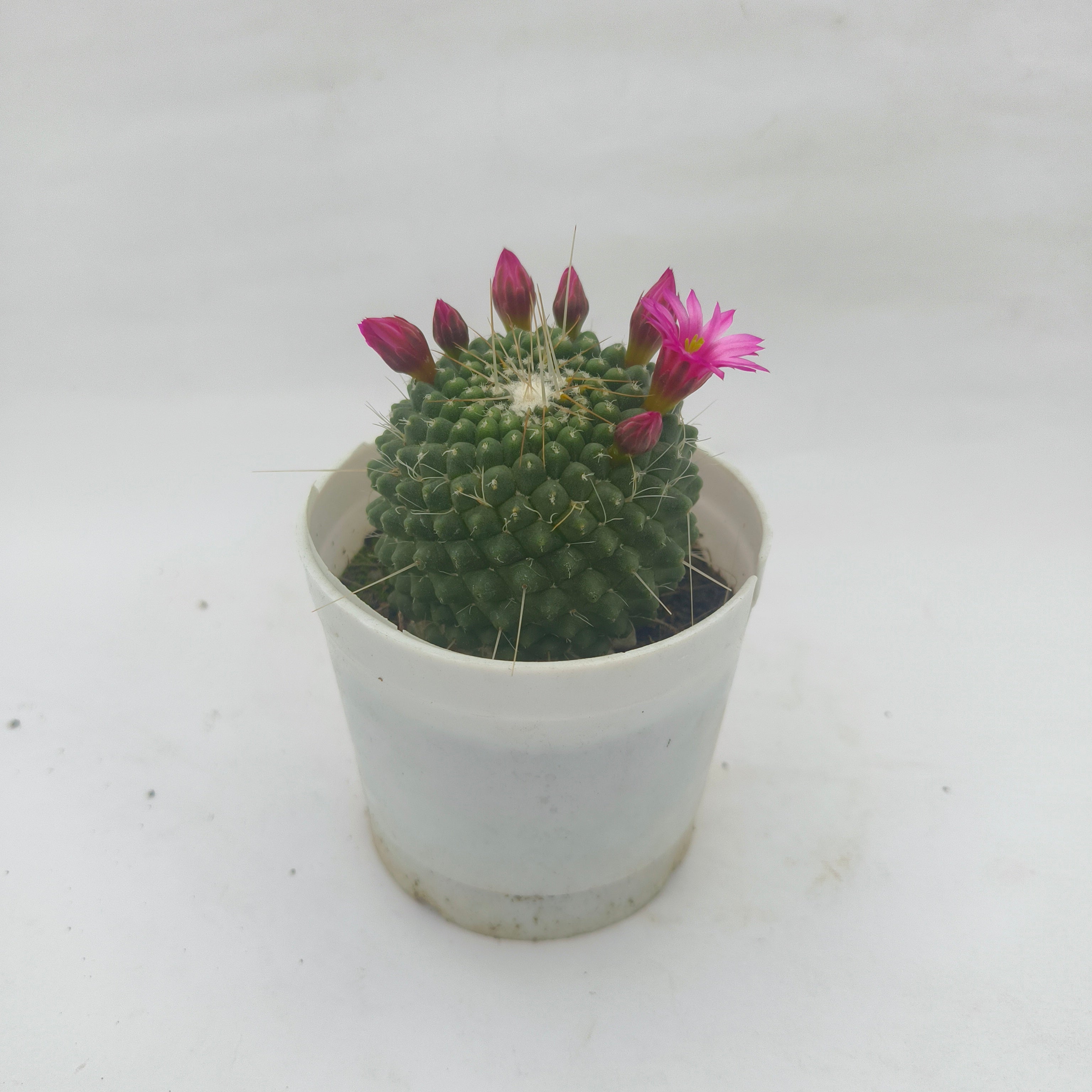 Mammillaria pringlei