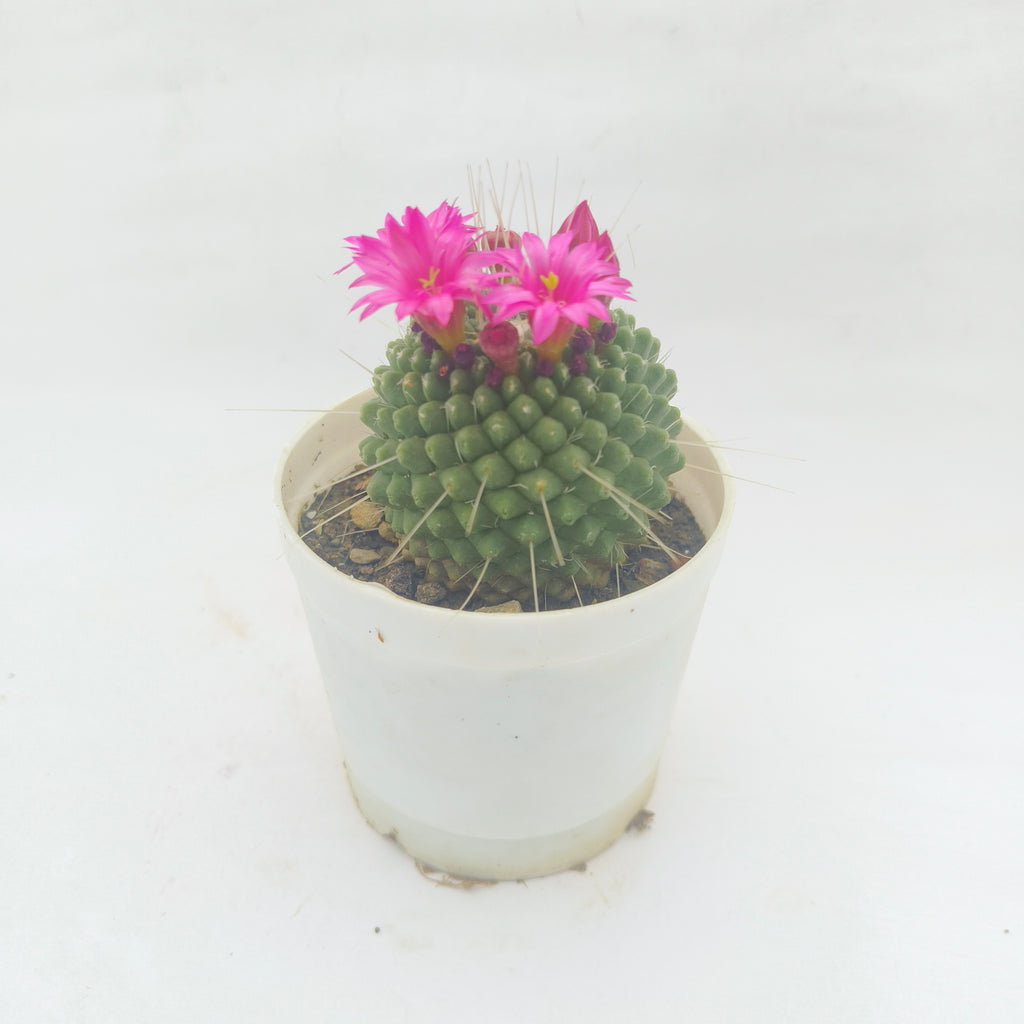 Mammillaria pringlei