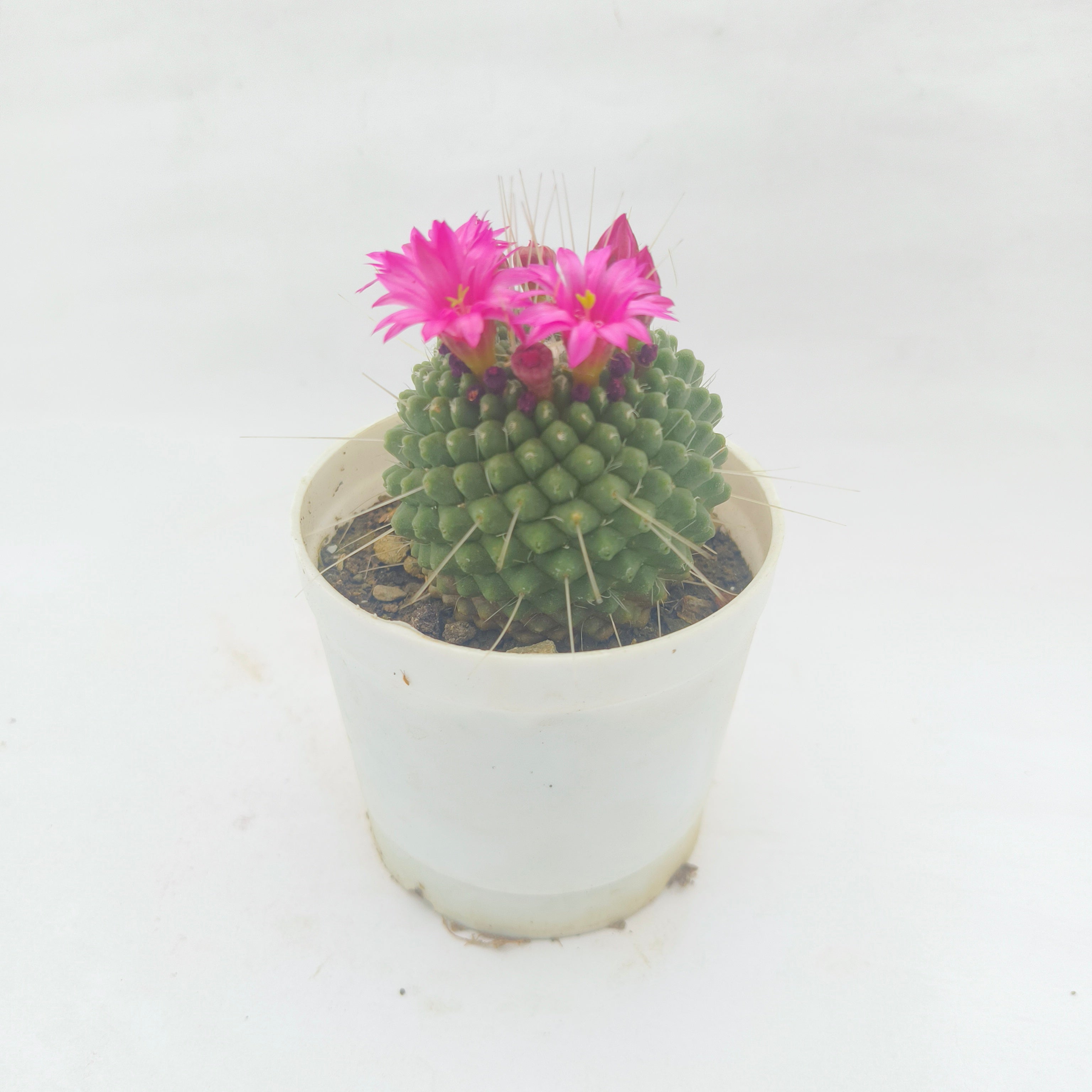 Mammillaria pringlei
