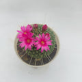 Mammillaria pringlei