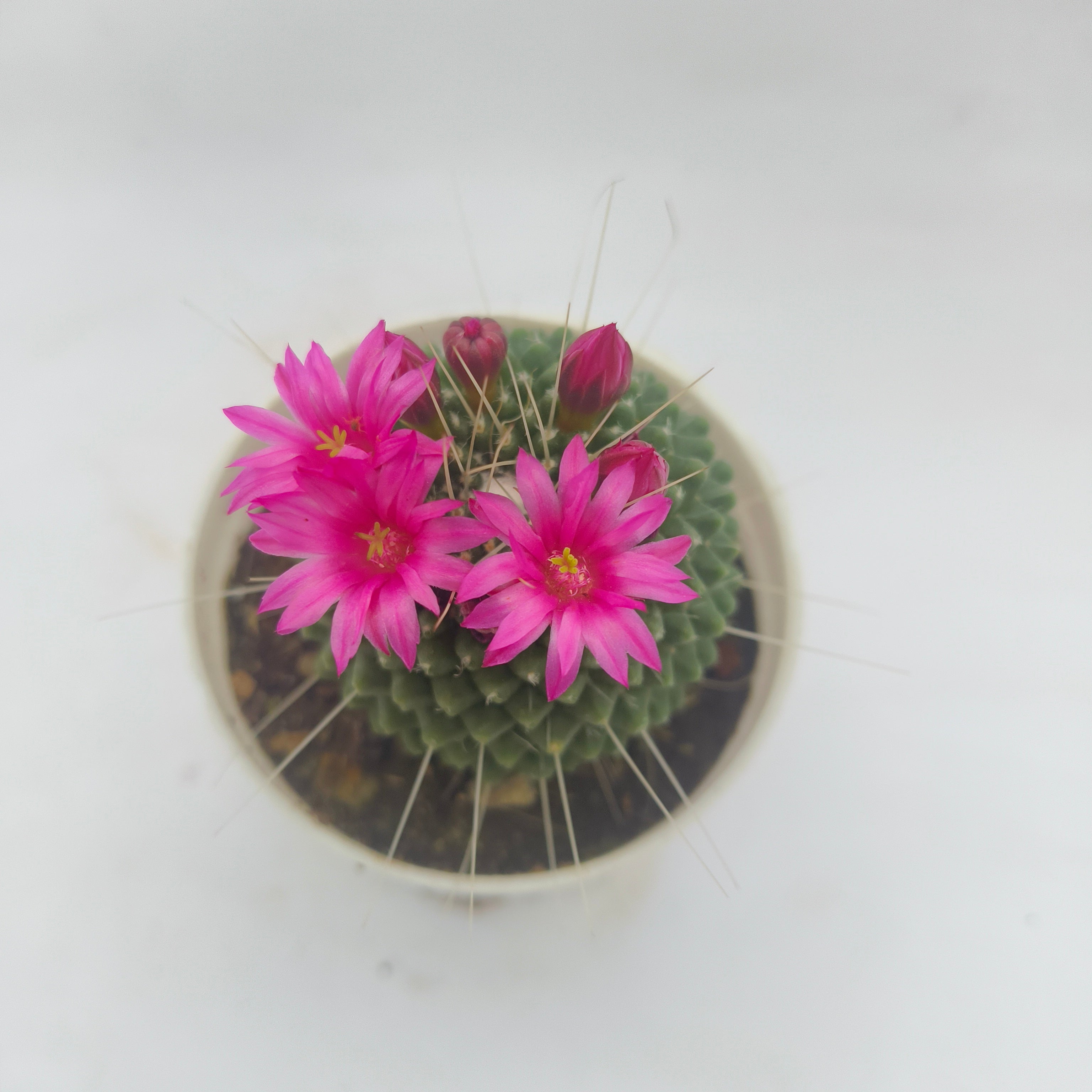 Mammillaria pringlei