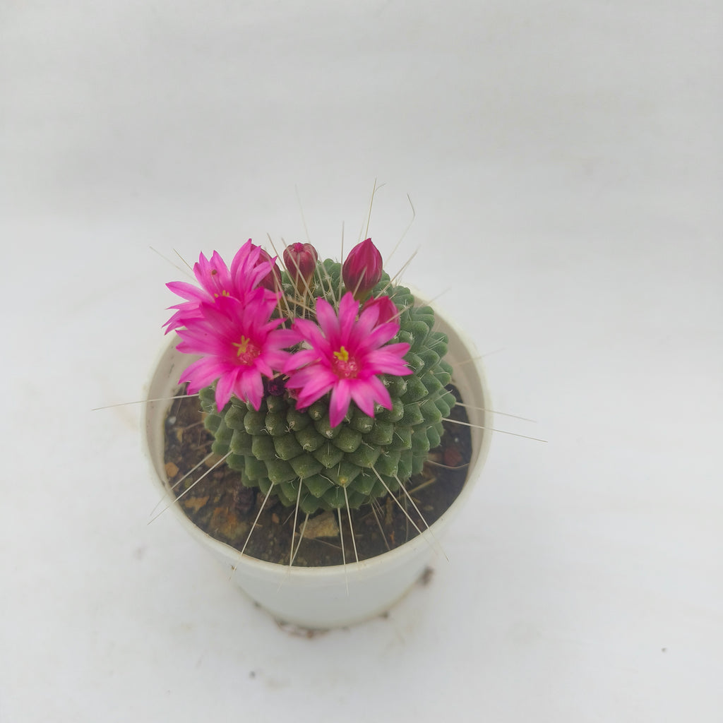 Mammillaria pringlei