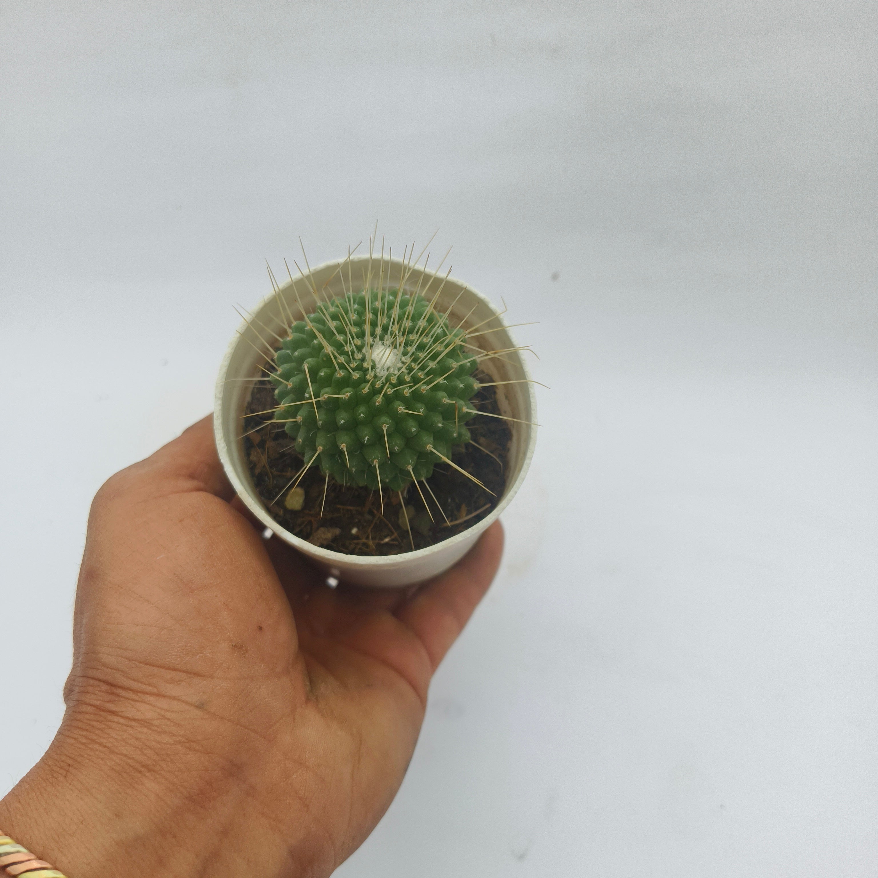 Mammillaria pringlei
