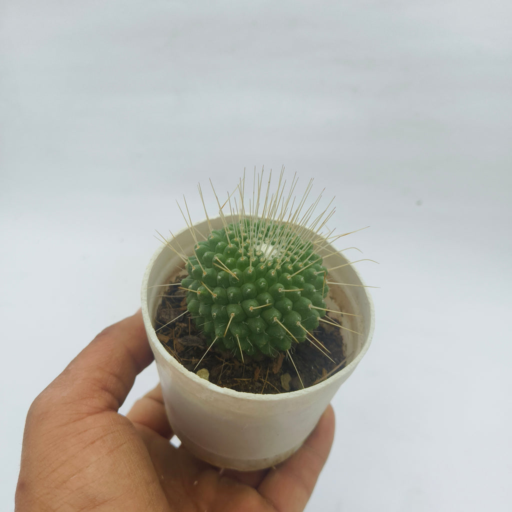 Mammillaria pringlei