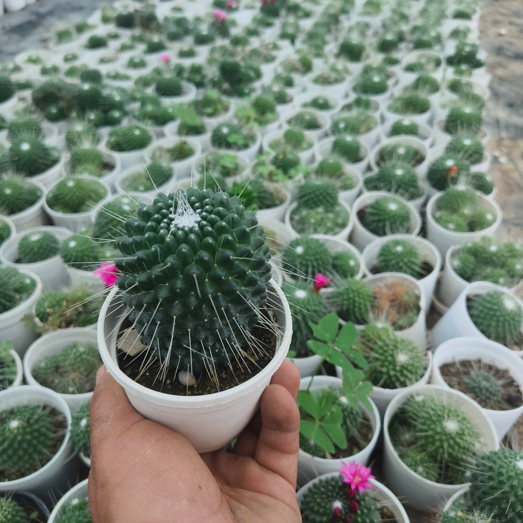 Mammillaria pringlei