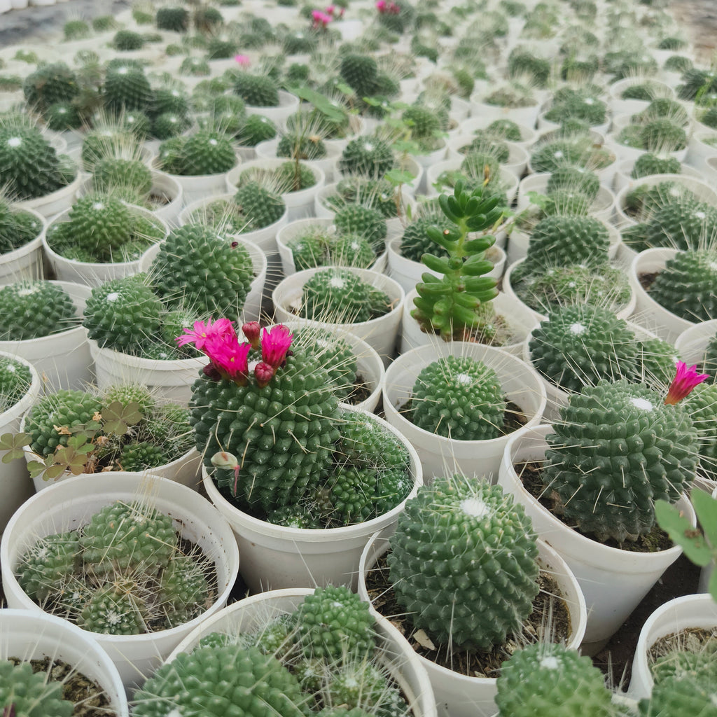 Mammillaria pringlei