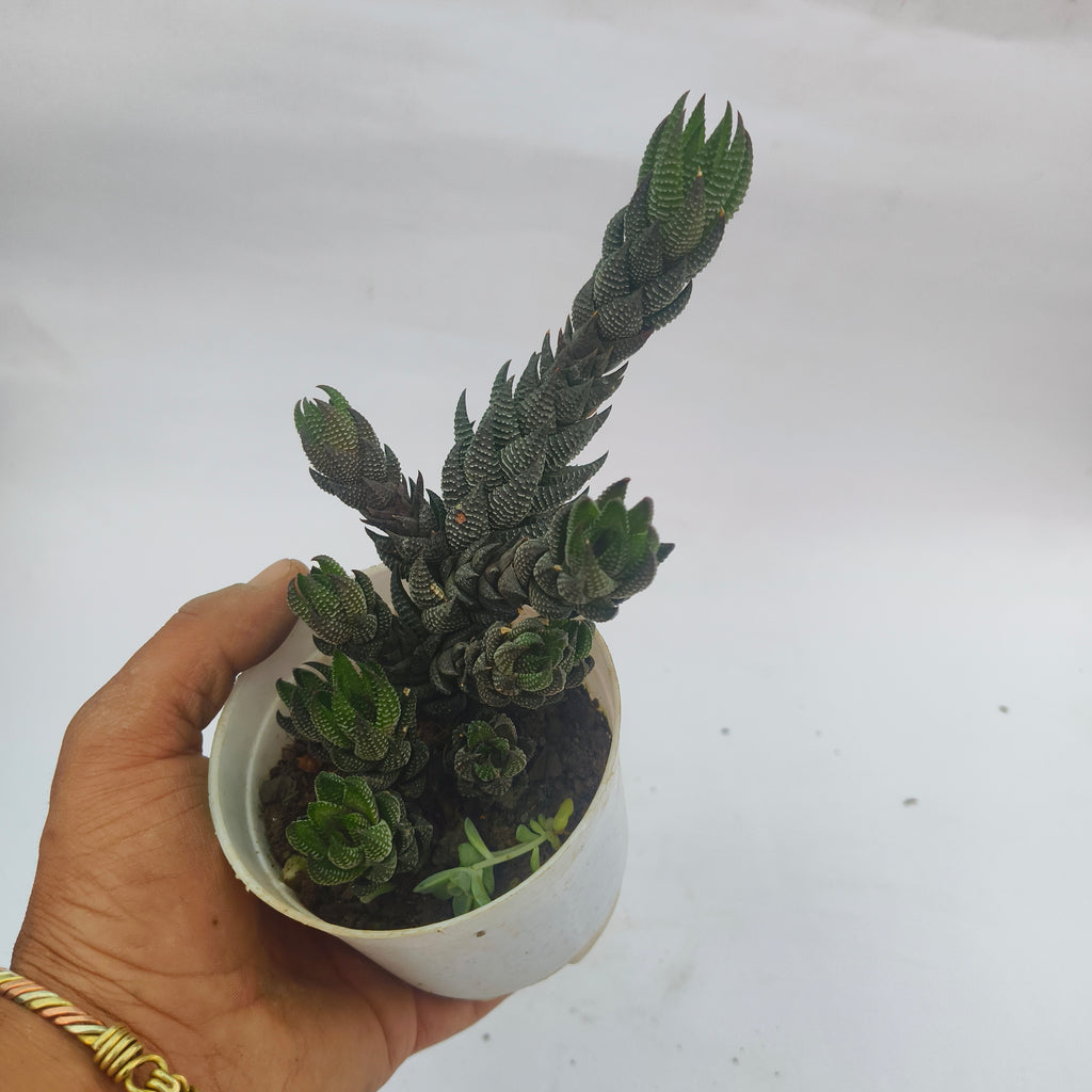 Harorthiopris Reinwarsthi