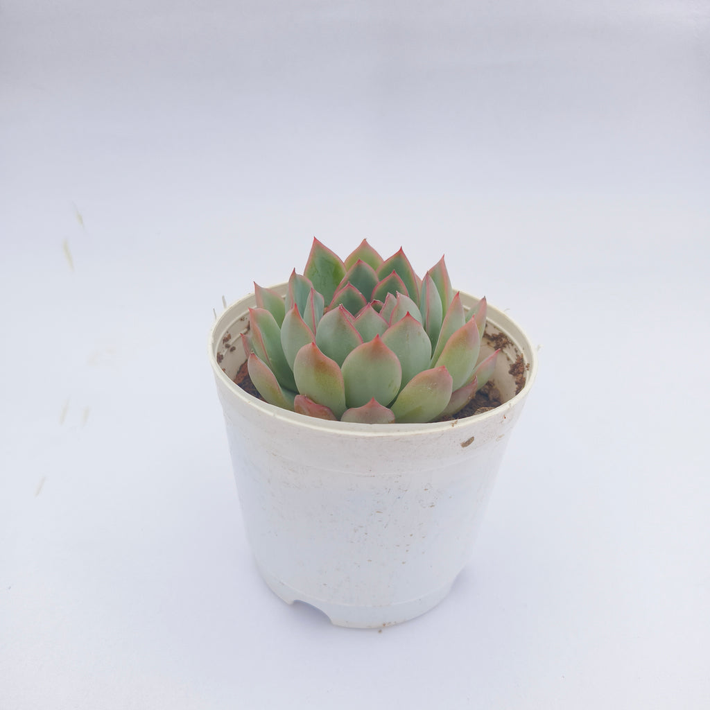 Echeveria pink border