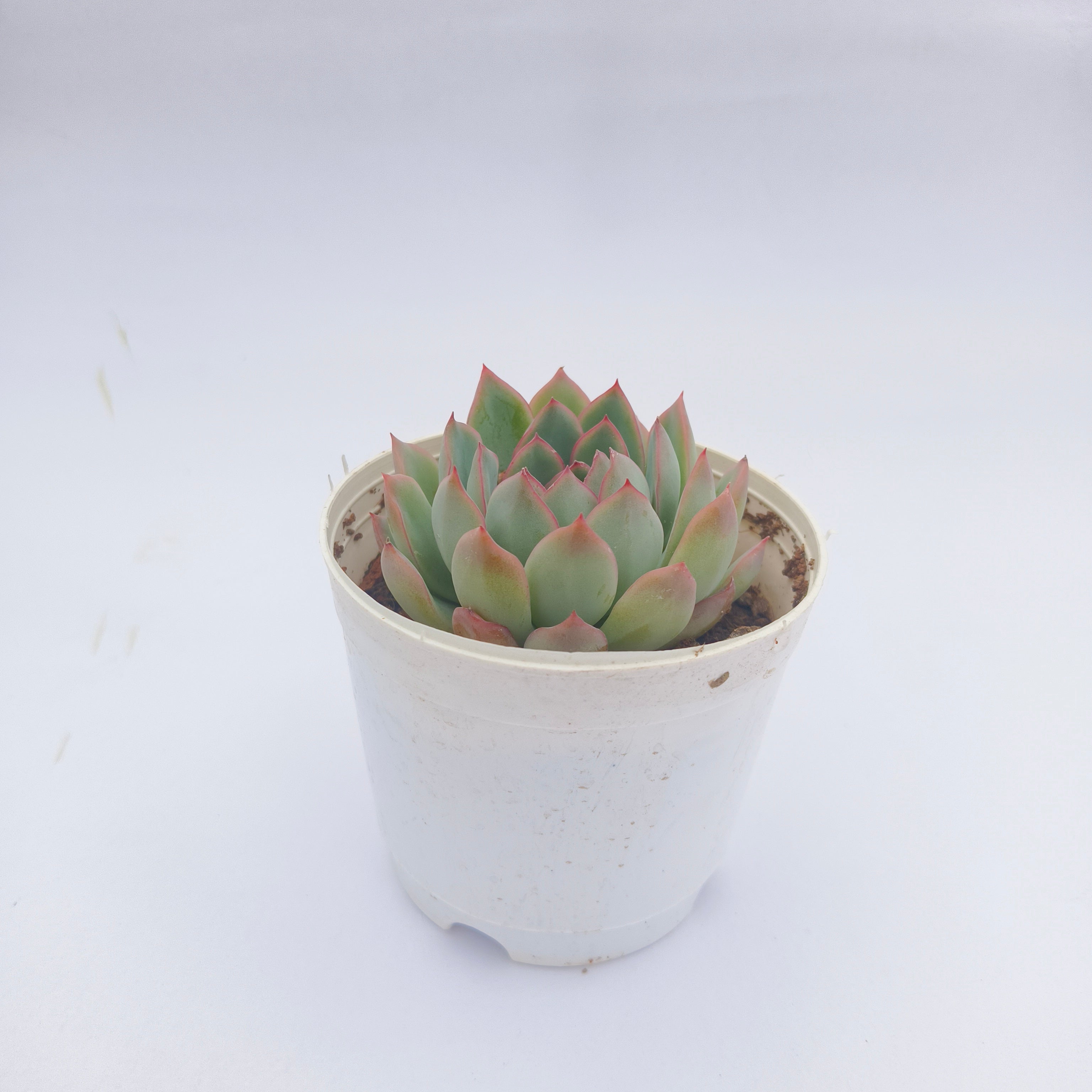 Echeveria pink border