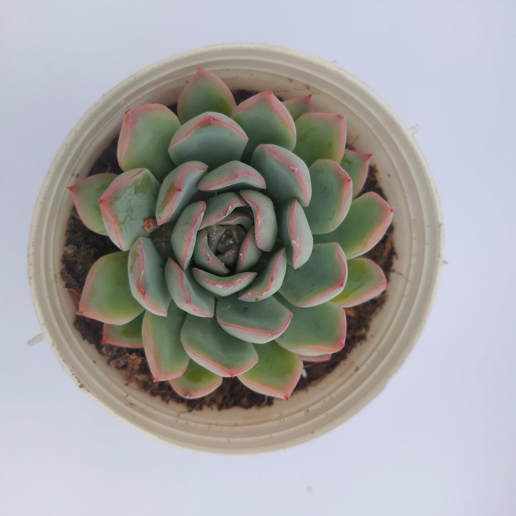 Echeveria pink border