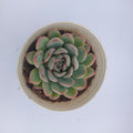 Echeveria pink border