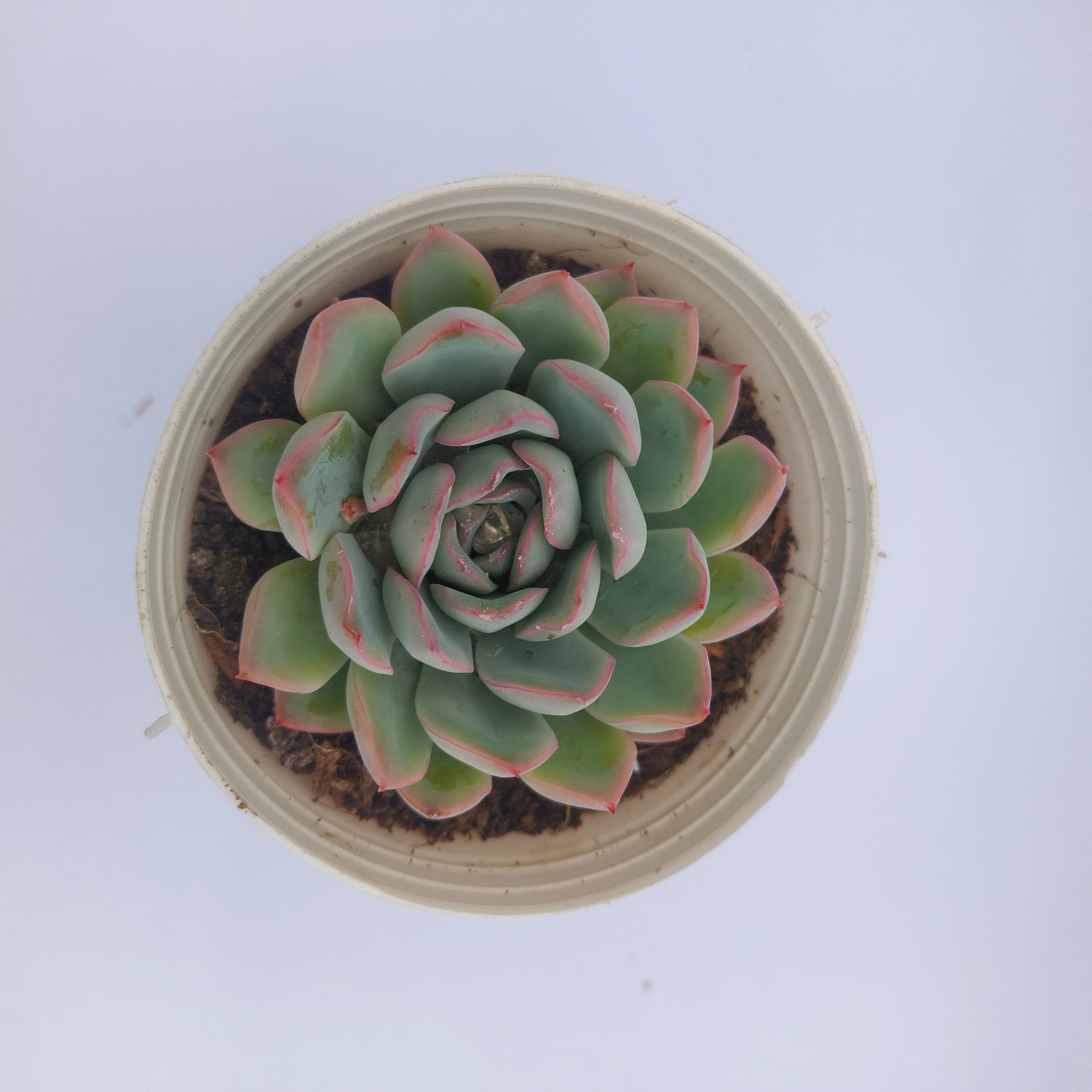 Echeveria pink border