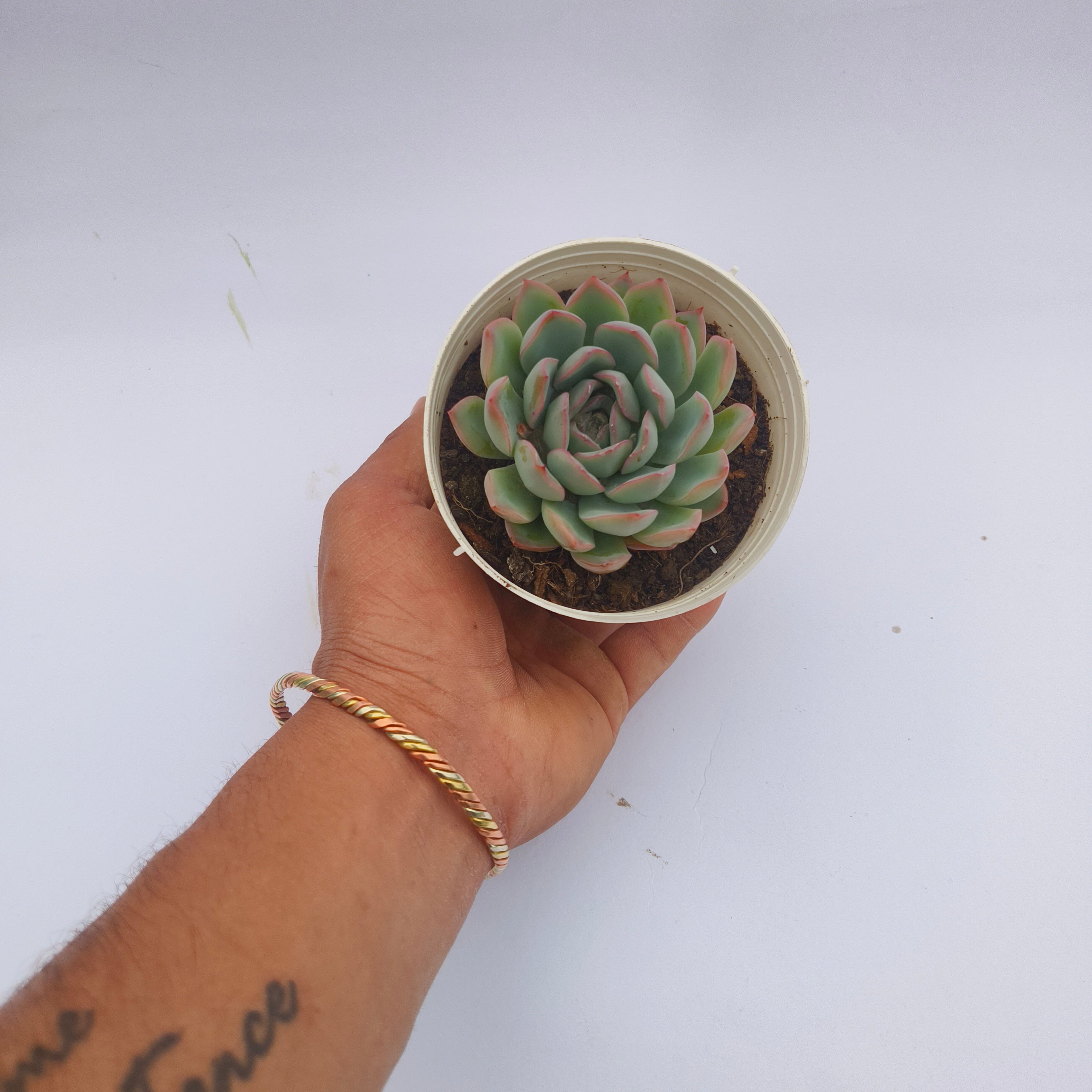 Echeveria pink border