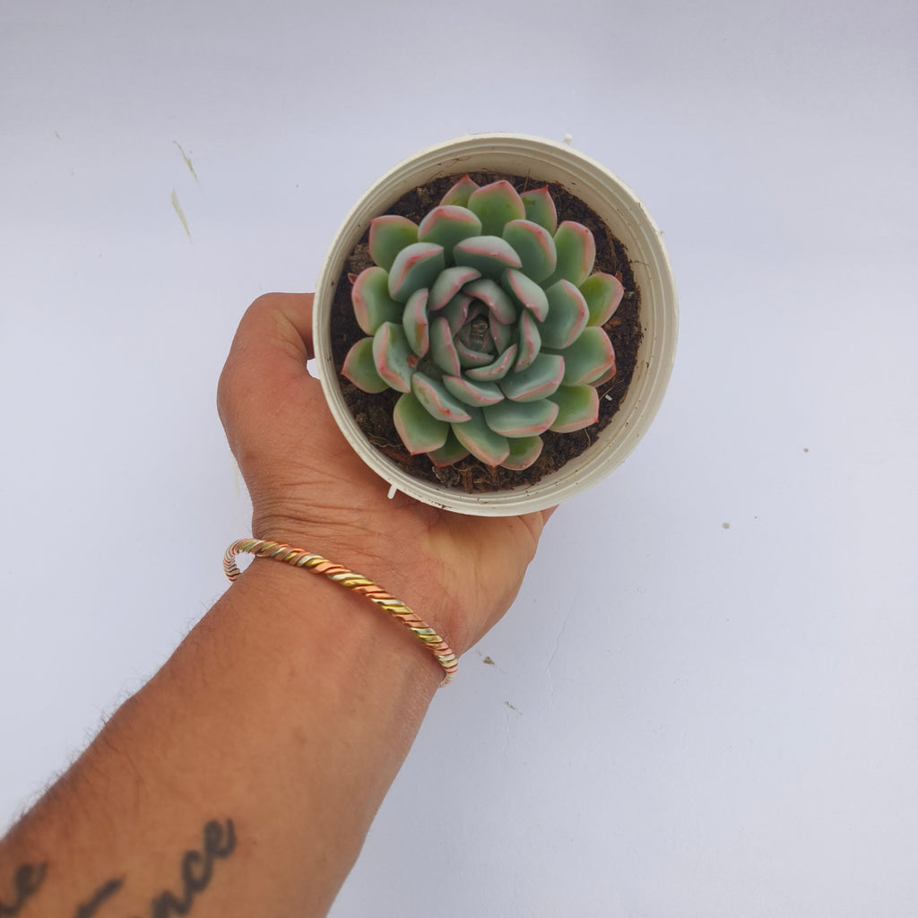 Echeveria pink border