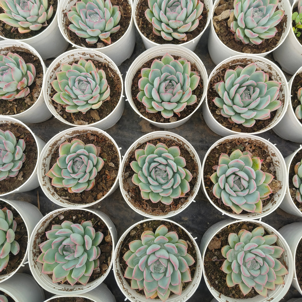 Echeveria pink border