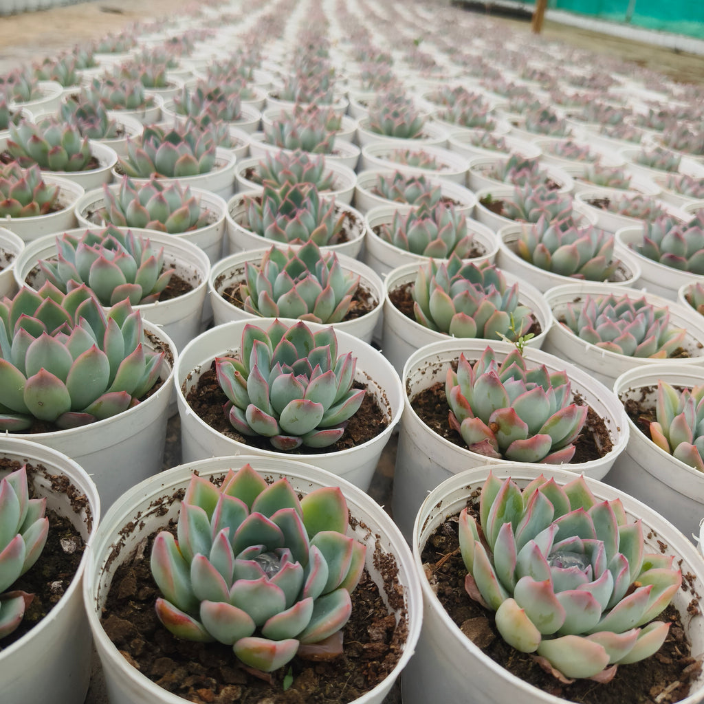 Echeveria pink border