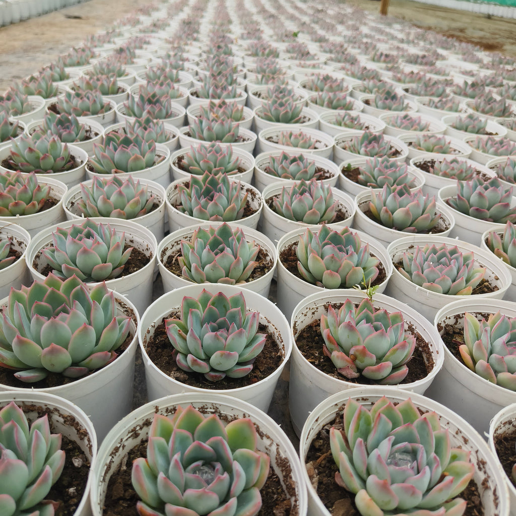 Echeveria pink border