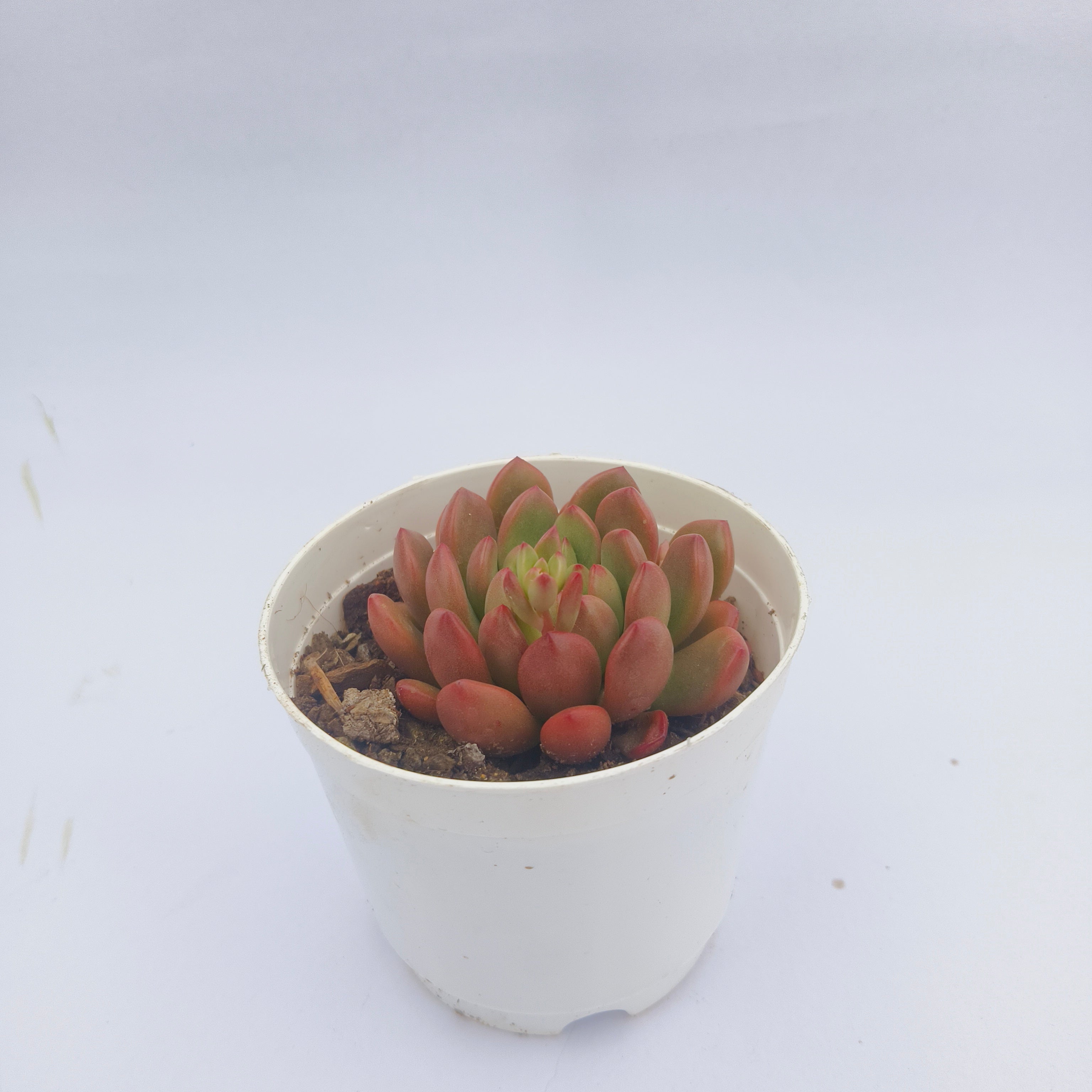Sedeveria Agavoides