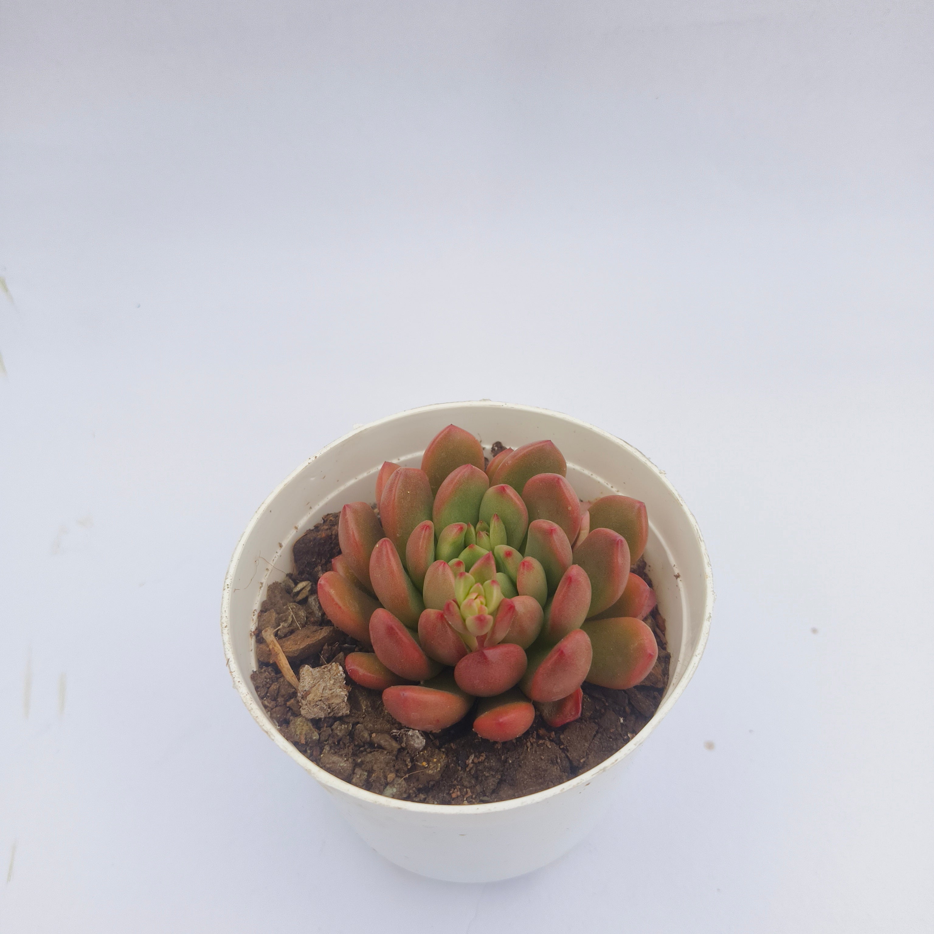 Sedeveria Agavoides