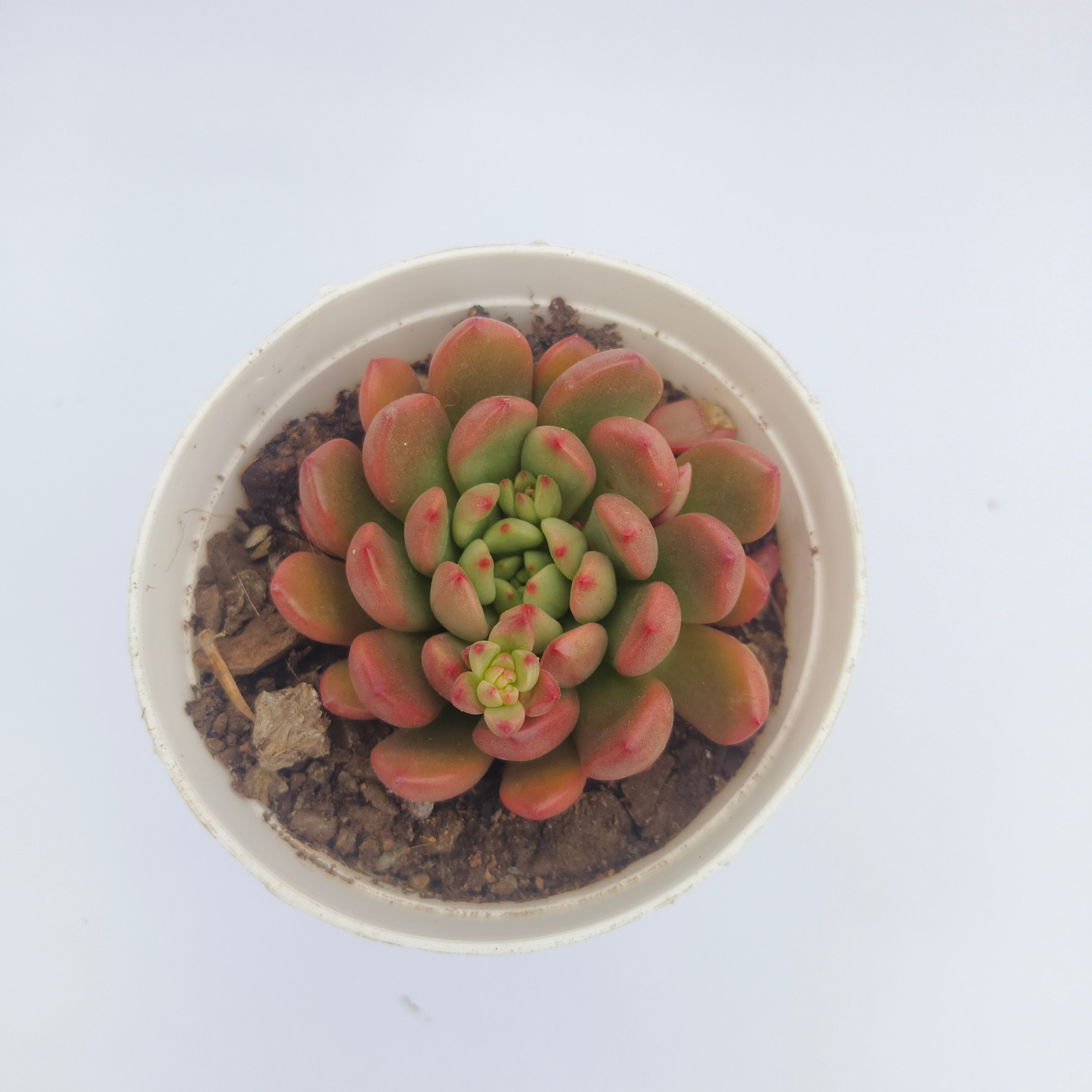 Sedeveria Agavoides