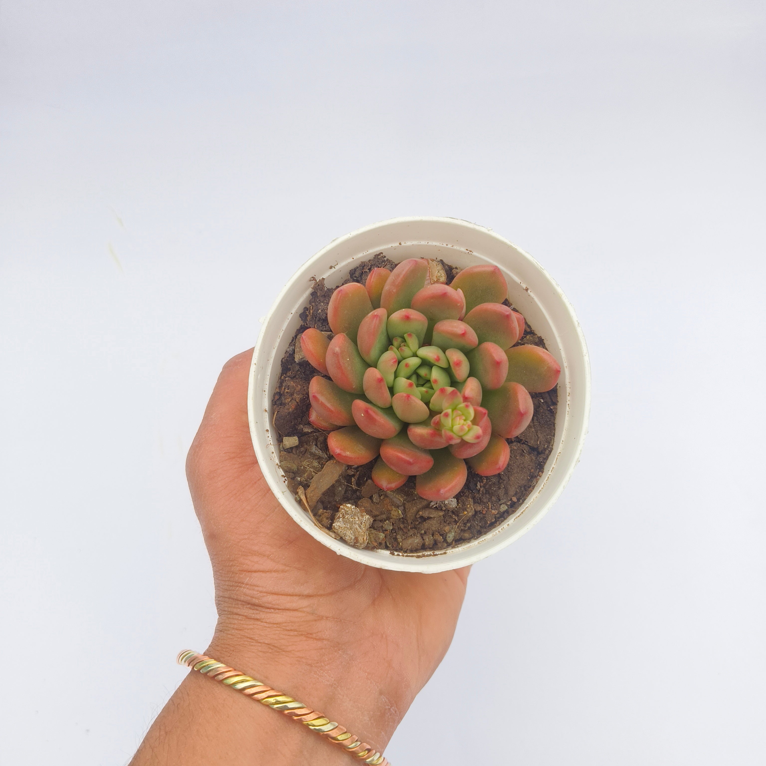 Sedeveria Agavoides