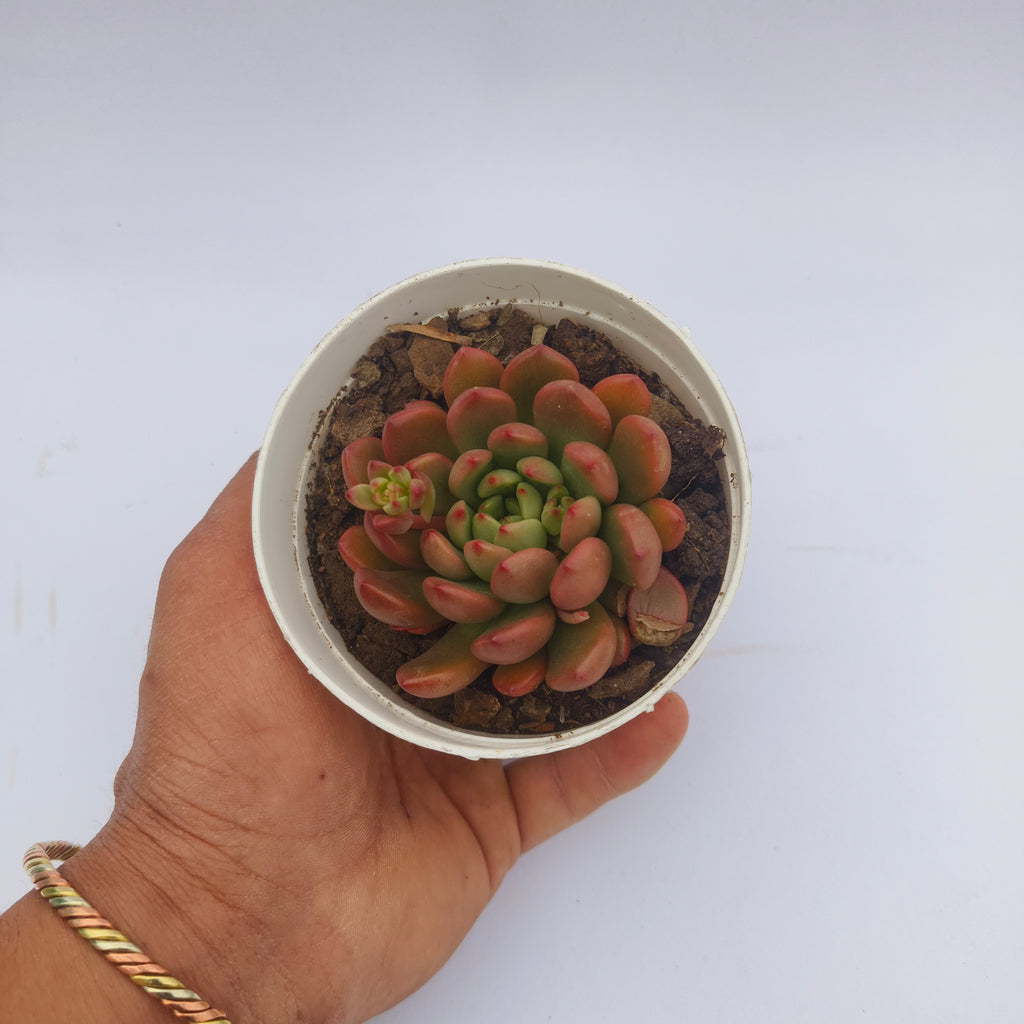 Sedeveria Agavoides