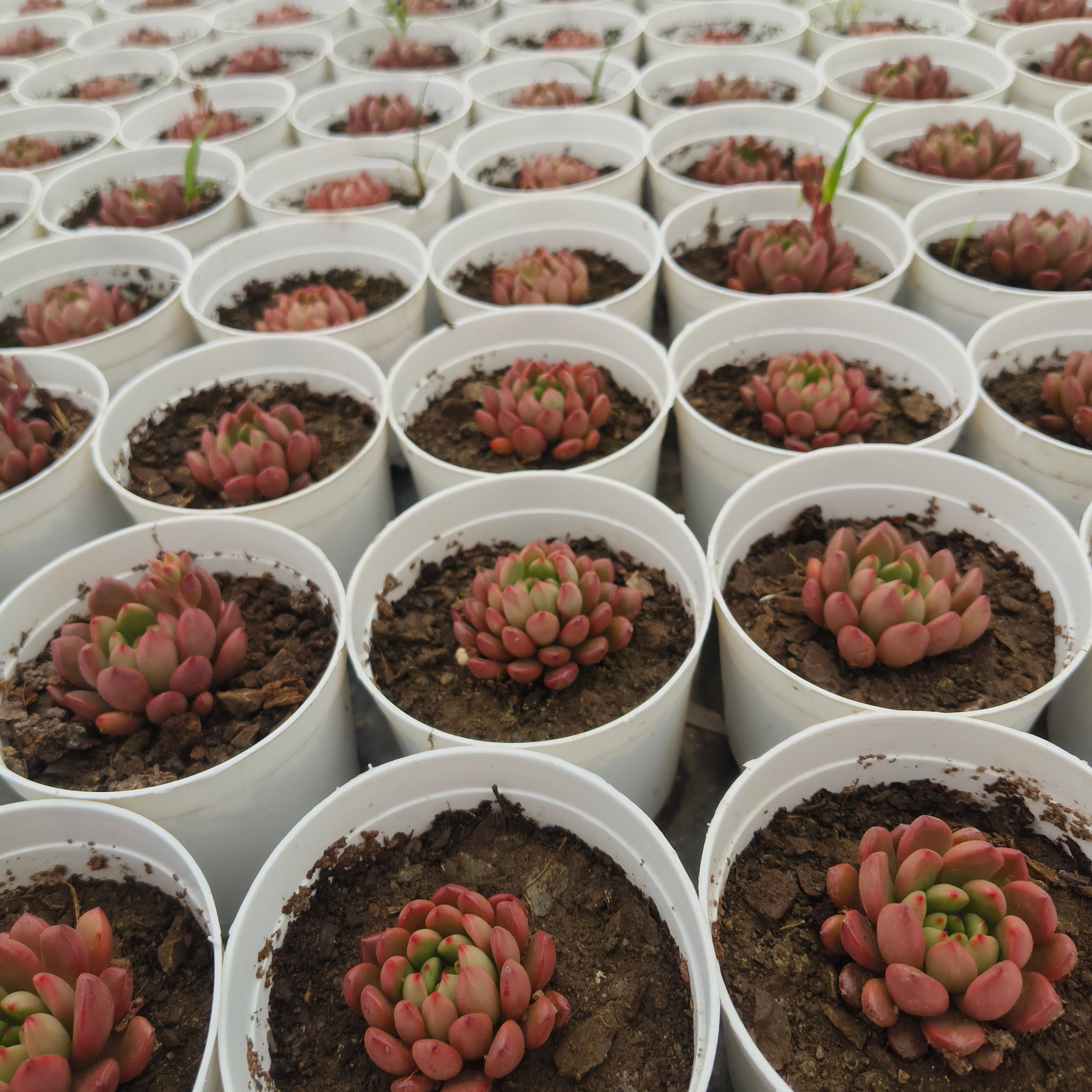 Sedeveria Agavoides