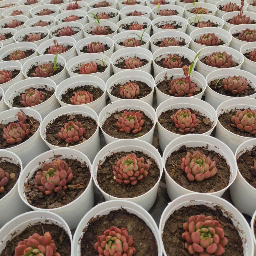 Sedeveria Agavoides
