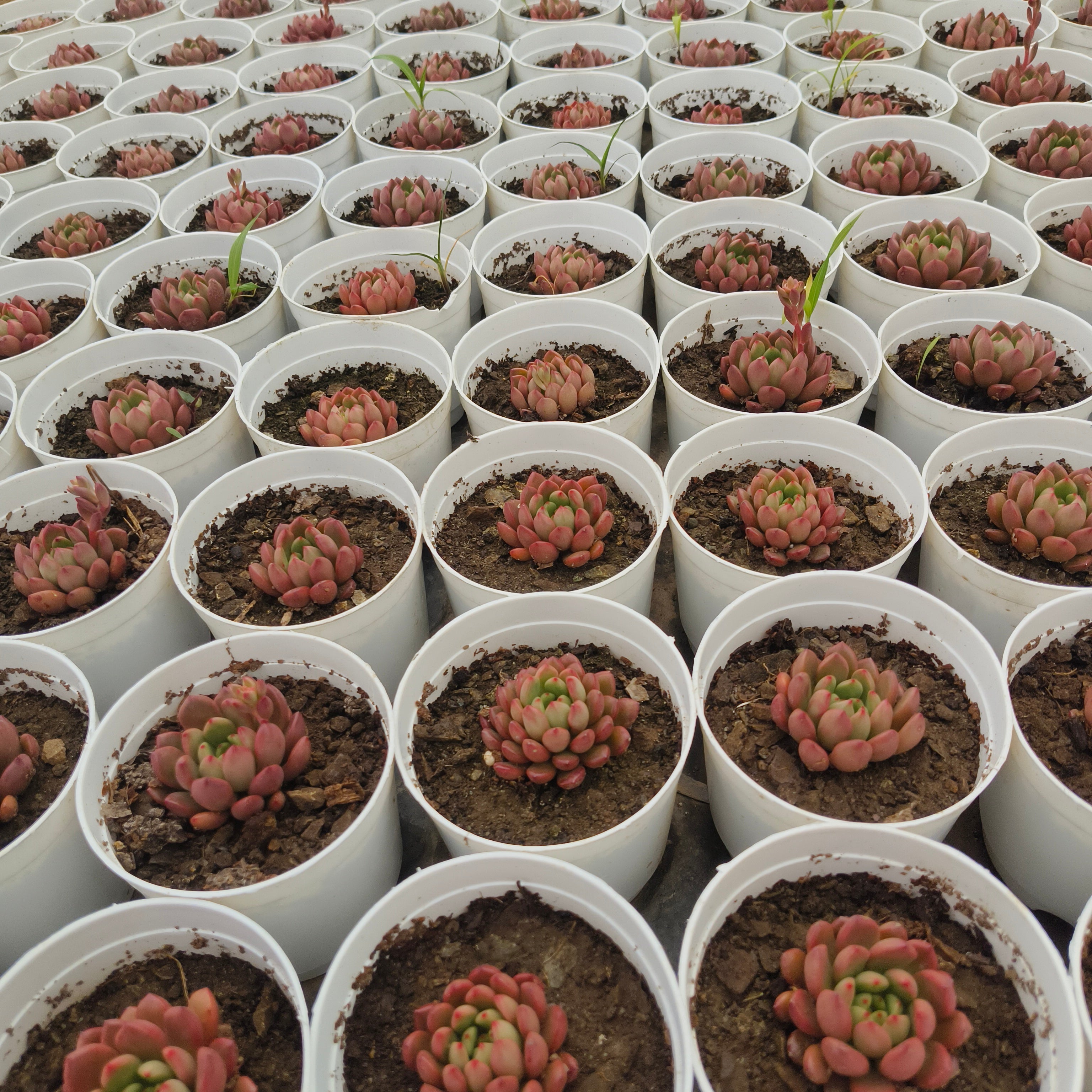 Sedeveria Agavoides