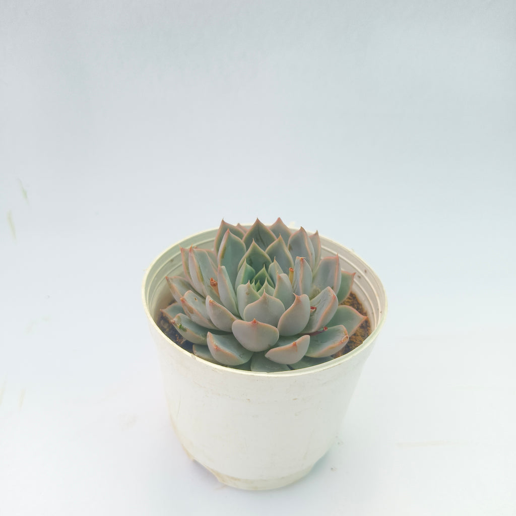 Echeveria lilacina