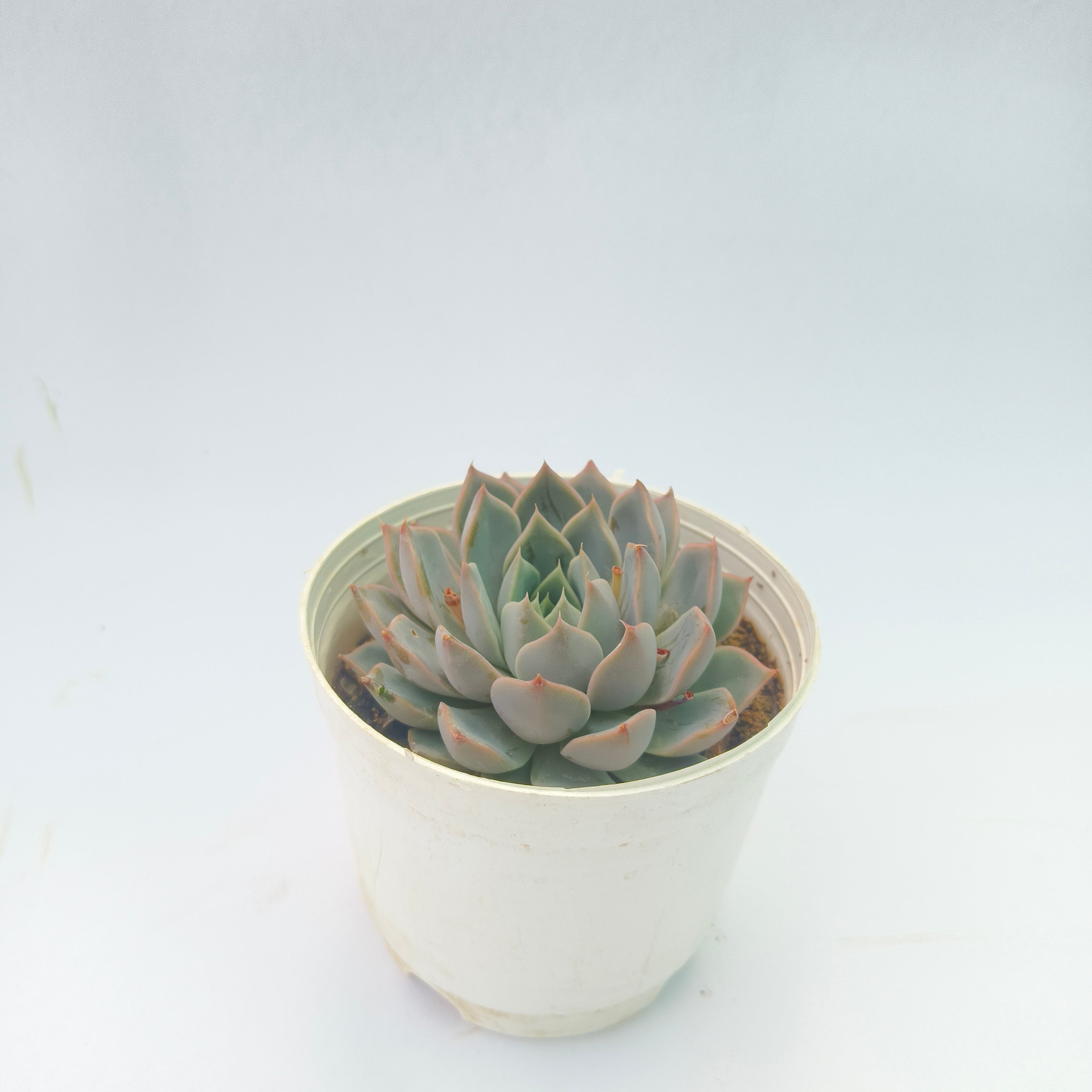 Echeveria lilacina