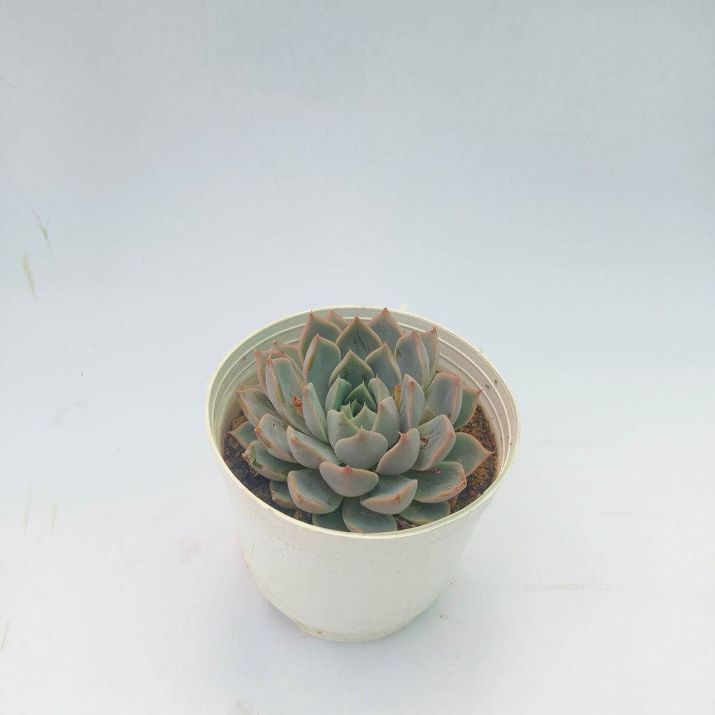 Echeveria lilacina