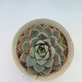 Echeveria lilacina