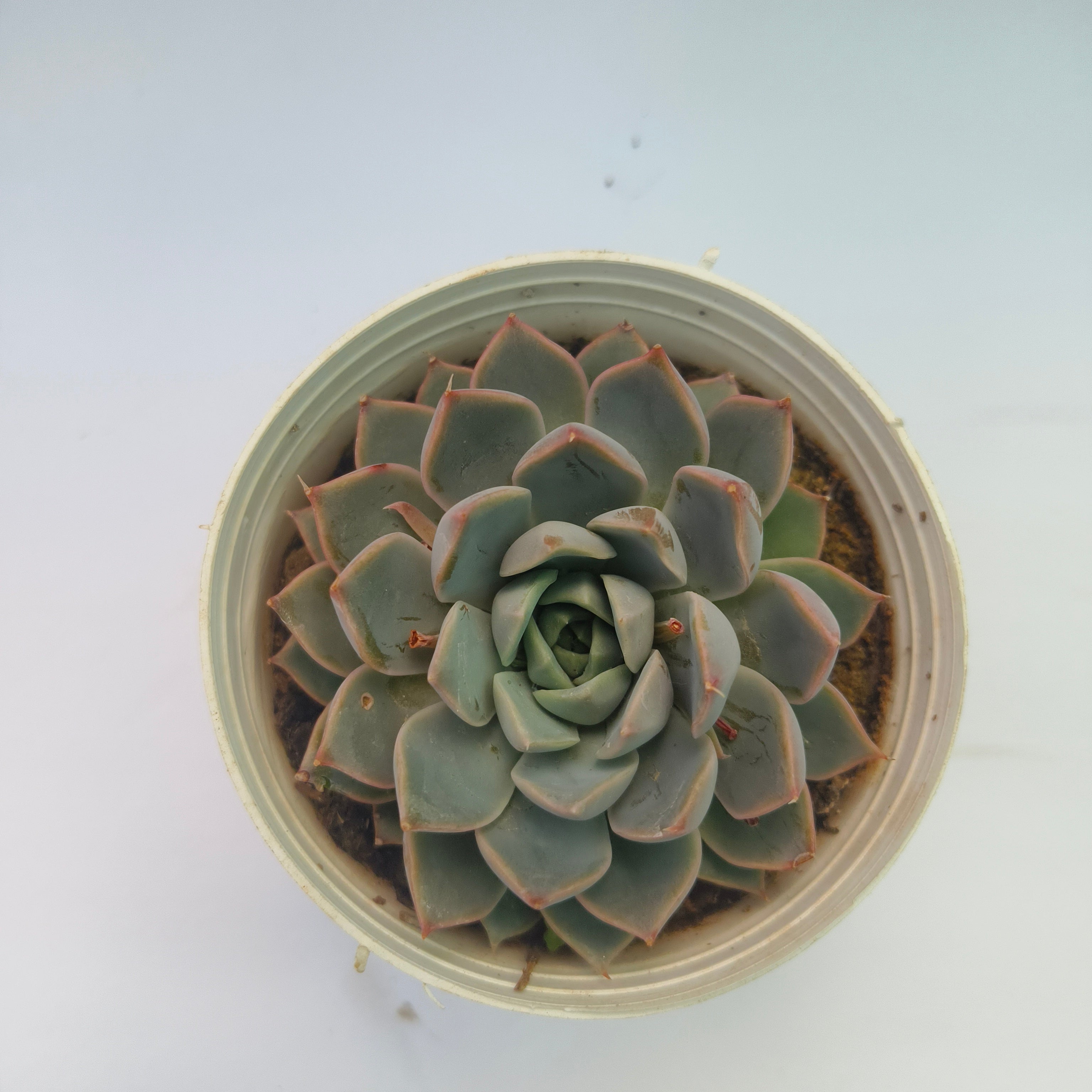 Echeveria lilacina