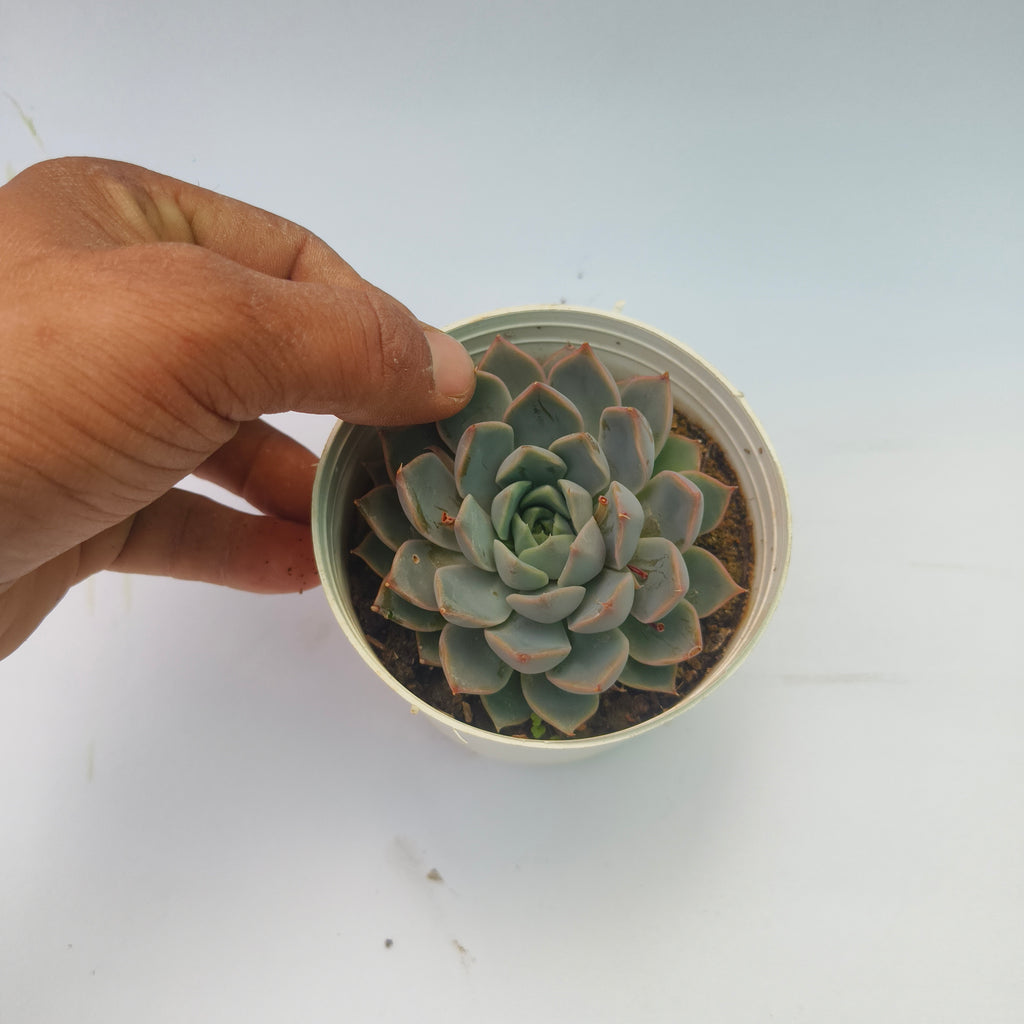 Echeveria lilacina