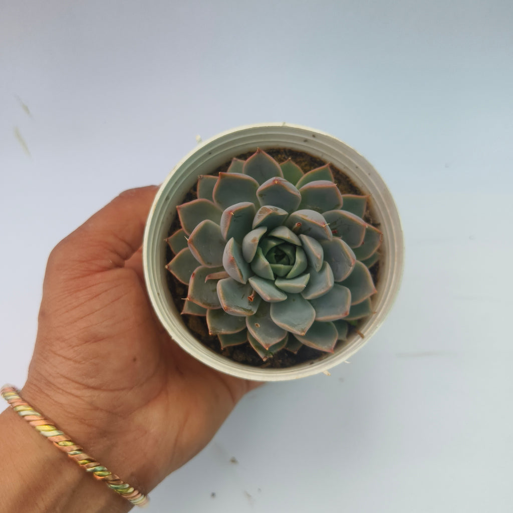 Echeveria lilacina