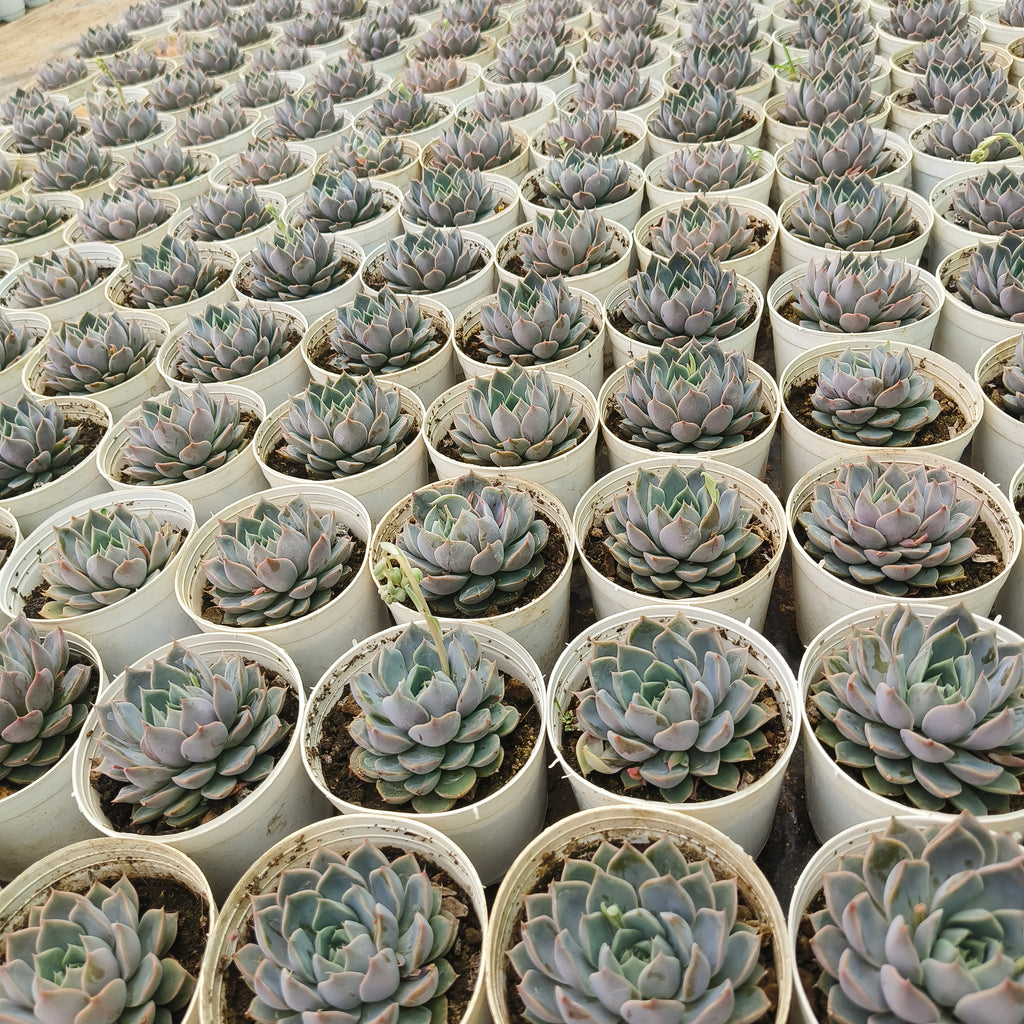 Echeveria lilacina