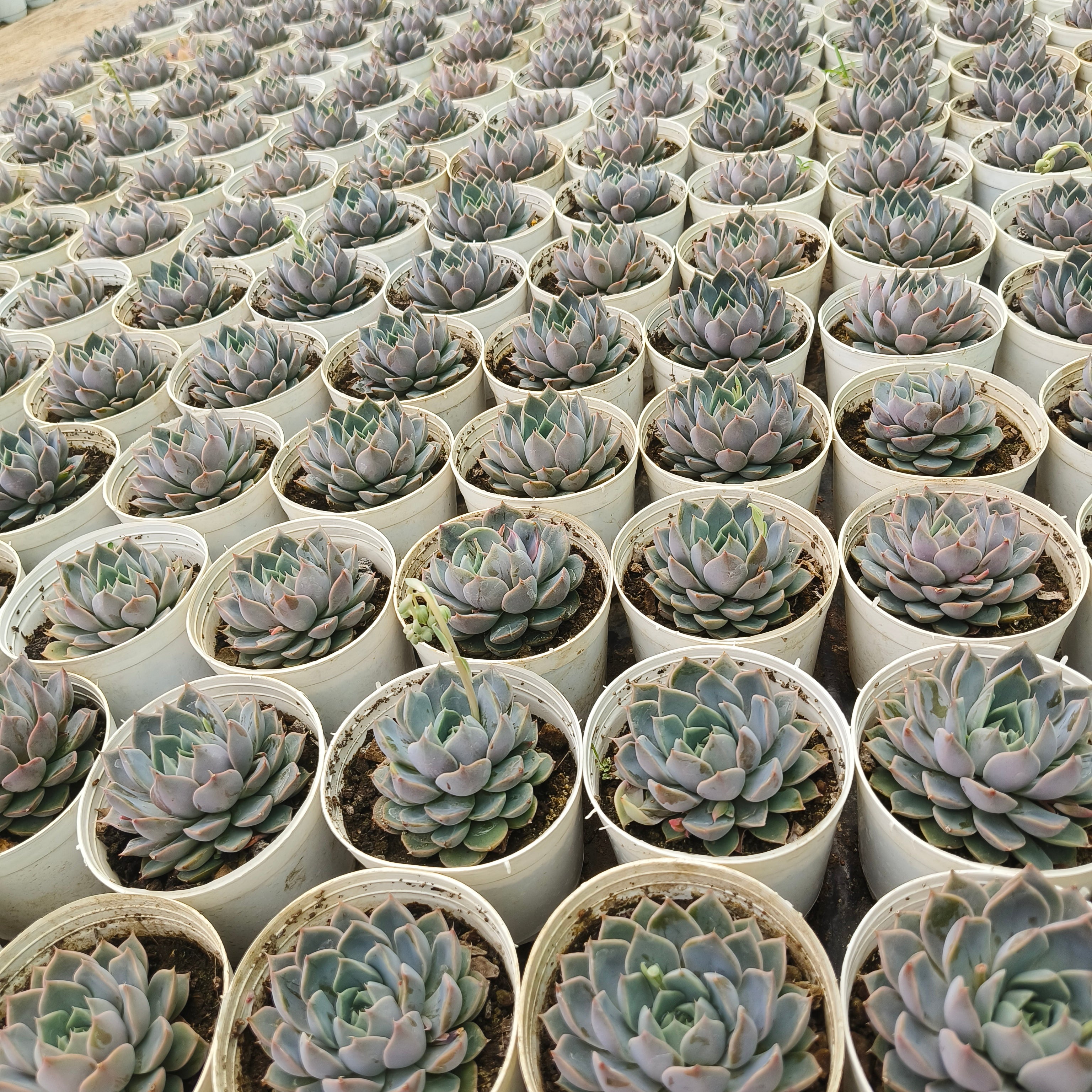 Echeveria lilacina