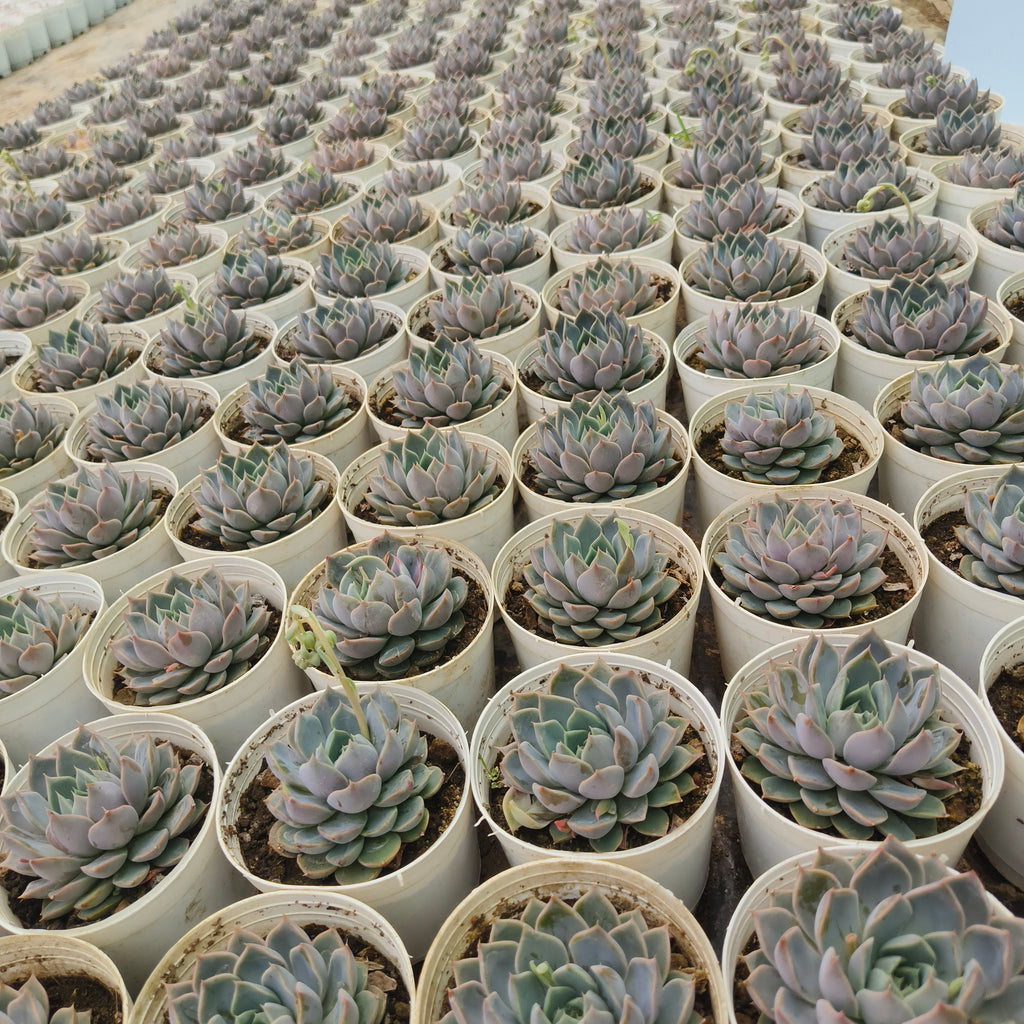 Echeveria lilacina