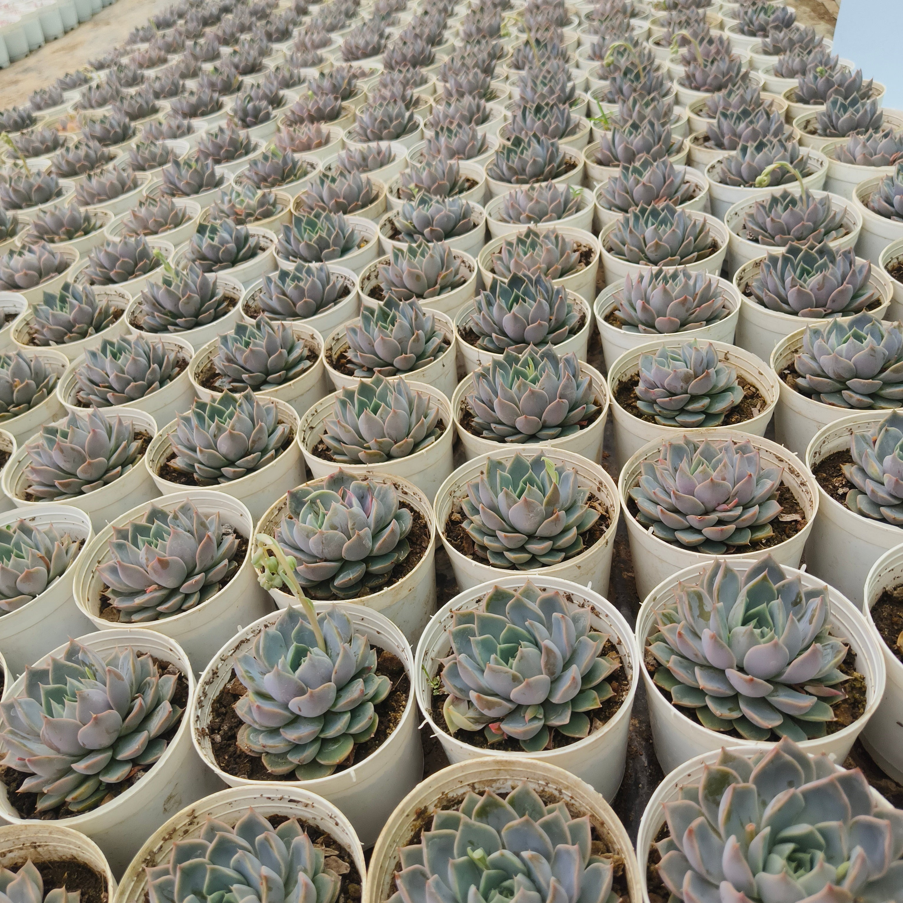 Echeveria lilacina