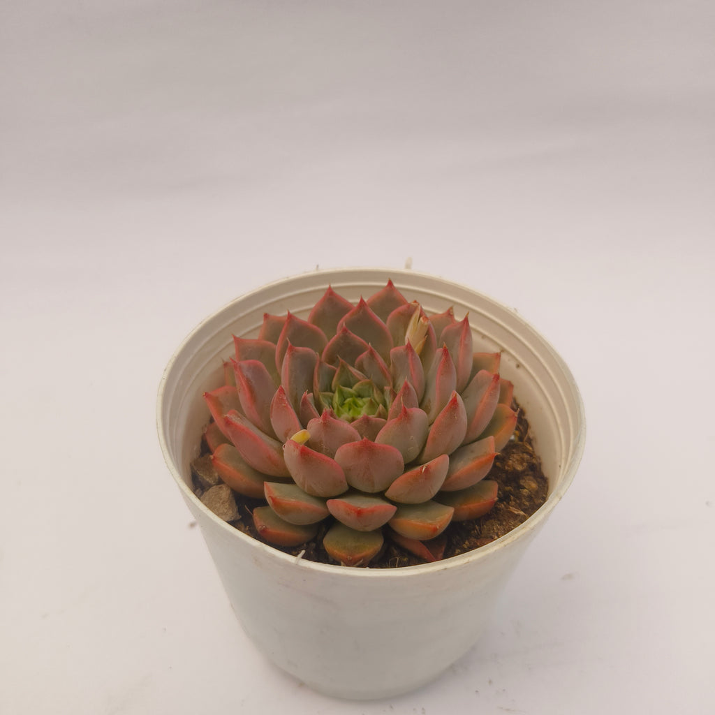 Echeveria ‘Red’