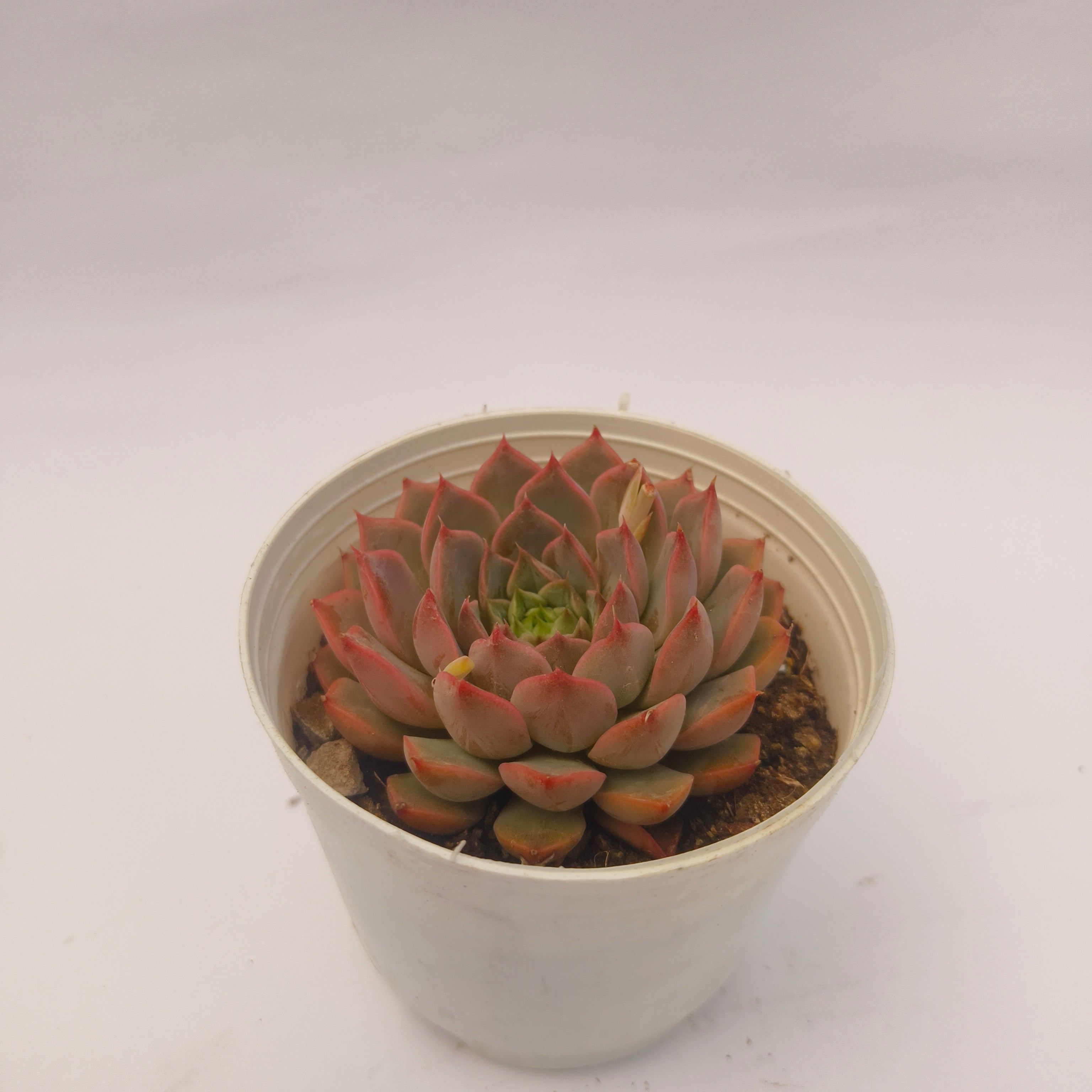 Echeveria ‘Red’