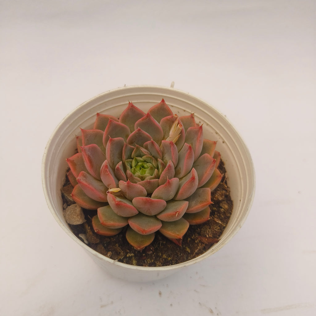Echeveria ‘Red’