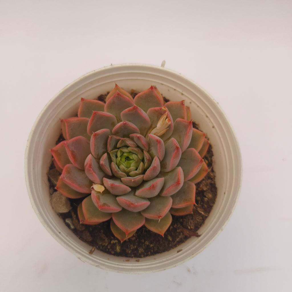 Echeveria ‘Red’