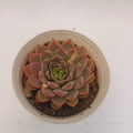 Echeveria ‘Red’