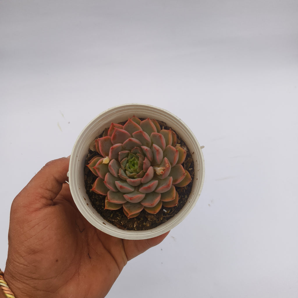 Echeveria ‘Red’