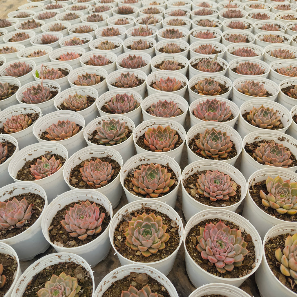 Echeveria ‘Red’