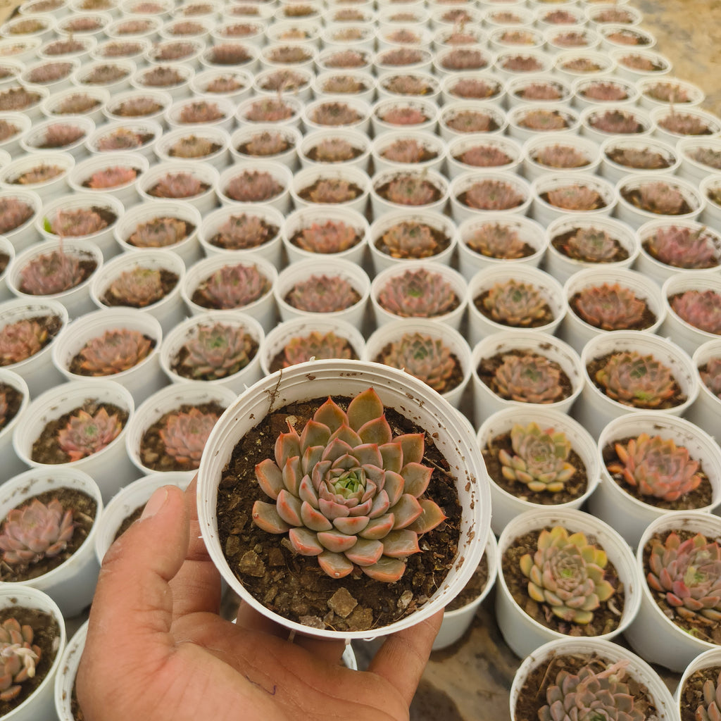 Echeveria ‘Red’
