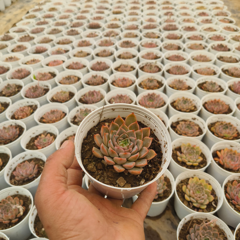 Echeveria ‘Red’